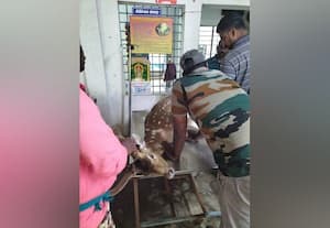 ﻿ நாய்கள் துரத்தியதால் அடிபட்டு மான் காலில் எலும்பு முறிவு