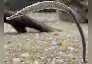 ﻿ மன்னார் வளைகுடா கடலில் அரிய வகை கடல் பல்லிகள் பட்டியல் எண் 1ல் உள்ளன