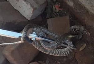வீடுகளுக்குள் புகுந்த 1,127 பாம்புகள் சிக்கின