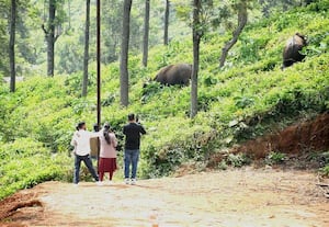 ﻿ காட்டெருமை அருகில் செல்லும் சுற்றுலா பயணிகள் : விழிப்புணர்வு ஏற்படுத்துவது அவசியம்