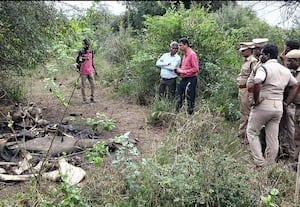﻿ தொடரும் யானைகள் உயிரிழப்பு;  வன ஆர்வலர்கள் வேதனை