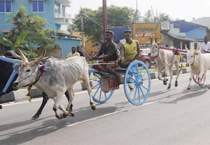 ﻿ மாட்டு வண்டி பந்தயம்