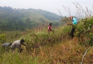 ﻿ வனத்தீ பரவலை தடுக்க 590 கி.மீ., தீ தடுப்பு கோடு;  களத்தில் கூடலுார் வன ஊழியர்கள்