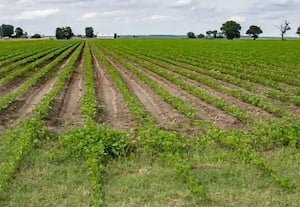 ﻿ 'டிஜிட்டல்' பயிர் கணக்கெடுப்பு பணிகள் வருவாய், தோட்டக்கலை துறைகளில் எதிர்ப்பு