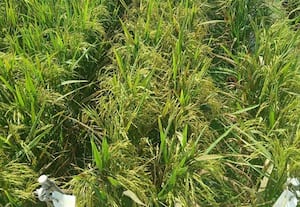 ﻿ ஆராய்ச்சி மையத்தில் ஆய்வு; பாசுமதி நெல் விளைச்சல் அமோகம்