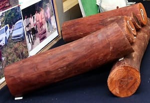 ﻿ செம்மர கட்டைகள் கடத்தல் சிறுவன் உட்பட 4 பேர் கைது