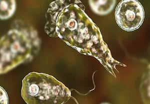 மூளையை உண்ணும் அமீபா தொற்று: ஒரே ஆண்டில் 170 பேர் பாதிப்பு; பார்லிமென்டில் தகவல்