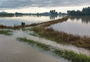  துார்வாராத பாசன கால்வாயால் நீரில் மூழ்கும் விவசாய நிலங்கள்