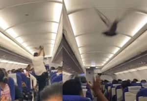 இண்டிகோ விமானத்தின் உள்ளே பறந்த புறா; புரியாமல் திகைத்த பயணிகள் 