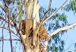 ﻿ குடியிருப்பு பகுதியில் மரத்தில் முகாமிட்ட சிறுத்தை