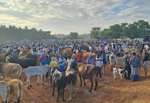﻿ காளைகள் விலை சந்தையில் உயர்வு