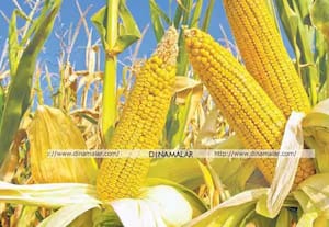 மக்காச்சோள பயிர் காப்பீட்டுக்கு ஆர்வம்