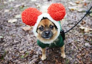 செல்ல நாய்களின் கிறிஸ்துமஸ் கொண்டாட்டம்