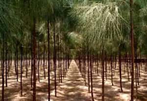 'டிட்வா' புயலில் 1,000 ஏக்கருக்கும் மேல் சவுக்கு பயிர்கள்... சேதம்:நிவாரண கணக்கெடுப்பில் புறக்கணிப்பதாக புகார்