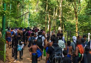 ﻿ சபரிமலையில் 22 நாட்களில் 95 பாம்புகள் பிடிபட்டன