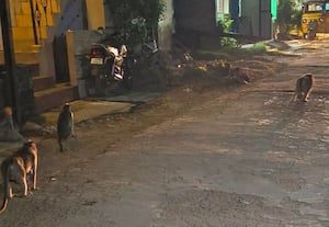 ﻿ ஆர்.கே.பேட்டை பகுதியில் குரங்குகளால் தொல்லை