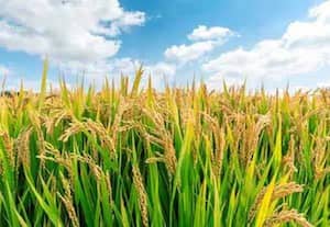 ﻿ 20.5 லட்சம் ஏக்கர் பயிர்களுக்கு காப்பீடு