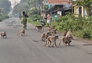 ﻿ கும்மாளமிடும் குரங்குகளால் கம்மாளம்பூண்டியினர் அச்சம்
