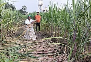 ﻿ காட்டு பன்றிகளால் கரும்பு நாசம் இழப்பீடு கோரும் விவசாயிகள்