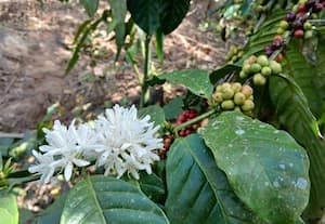 ﻿ அறுவடைக்கு முன் பூத்த காபி பூக்கள்: விவசாயிகளுக்கு நஷ்டம் ஏற்படும் சூழல்