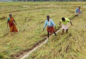 ﻿ 1.85 லட்சம் ஏக்கர் பயிர் பாதிப்பு; நிவாரணம் வழங்குவதில் சிக்கல்