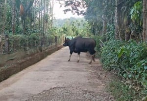 ﻿ குடியிருப்பு பகுதியில் காட்டெருமை உலா