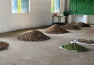 ﻿ ஒழுங்குமுறை விற்பனை கூடத்தில் ரூ.4 லட்சம் மதிப்புள்ள பாக்கு ஏலம்