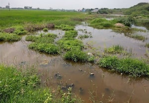 ﻿ உத்தரகோசமங்கையில் நெல் வயலில் ஆண்டுக்கணக்கில் தேங்கியது கழிவு நீர் விவசாயிகள் பாதிப்பு