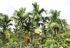 ﻿ தென்னையில் ஊடுபயிராக பாக்கு: விவசாயிகள் ஆர்வம்