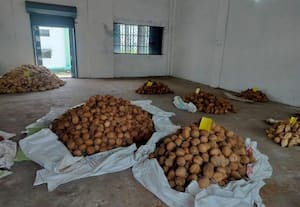 ﻿ ஒழுங்கு முறை கூடத்தில் தேங்காய், கொப்பரை ஏலம்