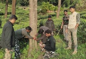 ﻿ ஆட்கொல்லி சிறுத்தையை பிடிக்க 4 கேமராக்கள் பொருத்தி கண்காணிப்பு