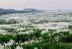 ﻿ மாயமாகி வரும் வைகை ஆறு நாணல் செடிகளால் பாதிப்பு