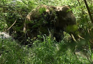 ﻿ பள்ளி வளாகம் அருகே யானைகள்