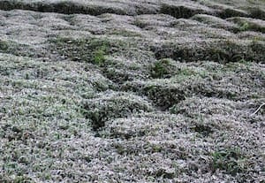 ﻿ நீலகிரியில் பனியின் தாக்கம்: தேயிலை செடி கருகும் நிலை