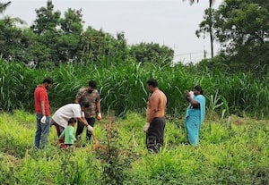 ﻿ கன்றுக்குட்டி, 2 ஆடுகள் பலி தெருநாய்கள் அட்டகாசம்