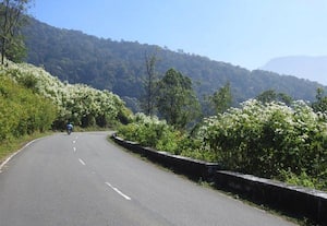 ﻿ மலைப்பாதையை அலங்கரிக்கும் கார்த்திகை பூக்களால் மகிழ்ச்சி