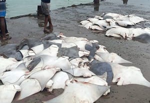 மீனவர் வலையில் சிக்கிய 3 டன் திருக்கை மீன்கள்;  ரூ.3.30 லட்சத்திற்கு விற்பனை