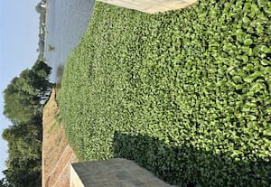 ﻿ அணையில் தேங்கிய ஆகாய தாமரை அகற்ற விவசாயிகள் வலியுறுத்தல்