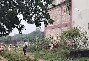 ﻿ தாலுகா அலுவலகத்தில் மேயும் ஆடுகள்
