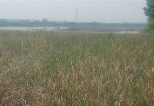 ﻿ தொடர் மழை பெய்தும் நிரம்பாத ஏ. ராமலிங்கபுரம் கண்மாய் *விவசாயிகள் வேதனை