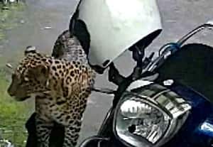 ﻿ குன்னுார் அருகே உலா வரும் சிறுத்தை, யானை உஷாராக இருக்க வனத்துறை அறிவுரை