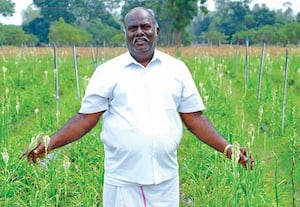 ﻿ சம்பங்கி சாகுபடியில் ஓராண்டில் ரூ.3 லட்சம் லாபம்!