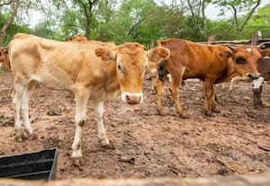 குஜராத்தில் மர்மமான முறையில் 70 பசுக்கள் பலி