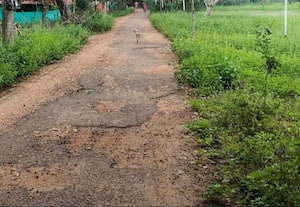  மட்டாகுளம் -- சக்கந்தி ரோடு சேதம்