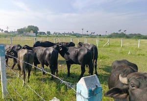  பண்ணையில் தப்பிய எருமைகள்; பத்திரமாக மீட்கப்பட்ட சுவாரசியம்