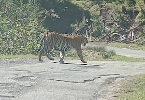  'கொடை' பேரிஜத்தில் புலி நடமாட்டம்