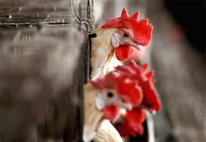 கேரளாவின் இரு மாவட்டங்களில் பரவுகிறது பறவை காய்ச்சல்