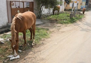   சாலையில் நடமாடும் குதிரைகளுக்கு...'கடிவாளம்' போடணும்  வாகன ஓட்டிகளுக்கு விபத்து அச்சம்