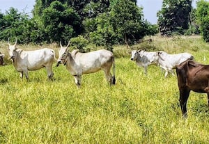  விளாக்குளத்தில் கருகியது நெற்பயிர் இன்சூரன்ஸ் எதிர்பார்க்கும் விவசாயிகள்