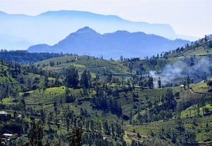  நீலகிரியில் கடும் பனிப்பொழிவு; 4.22 லட்சம் கிலோ தேயிலை உற்பத்தி சரிவு